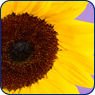 Pasfoto