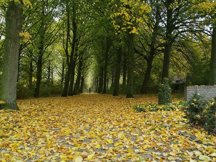 Voorbeeldfoto 2 bosweg hoge bomen